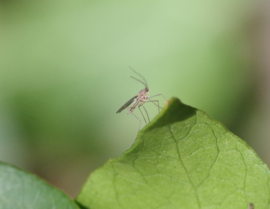 CECIDOMYIIDAE Cecidomyiia sp..JPG