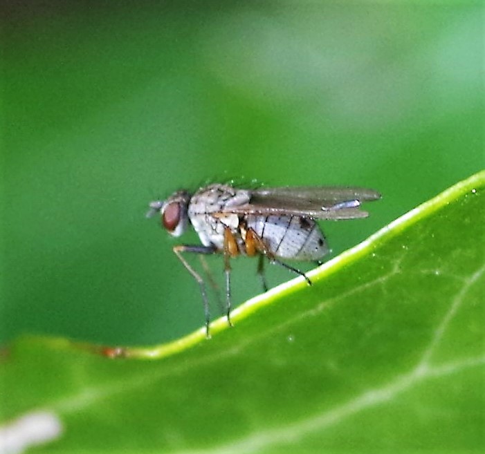 MUSCIDAE Coenosia lineatipes.JPG