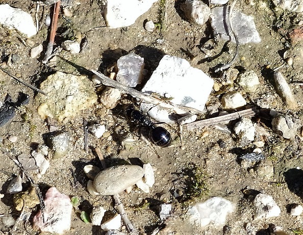 FORMICIDAE Camponotus sp..JPG