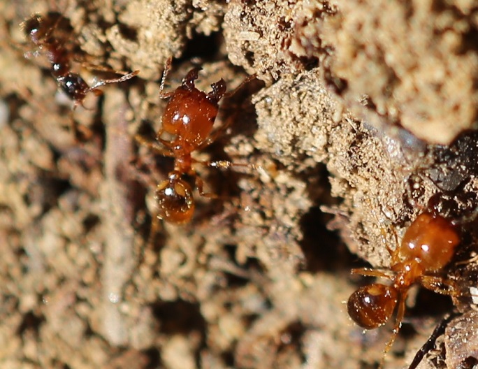 FORMICIDAE Pheidole pallidula 3.JPG