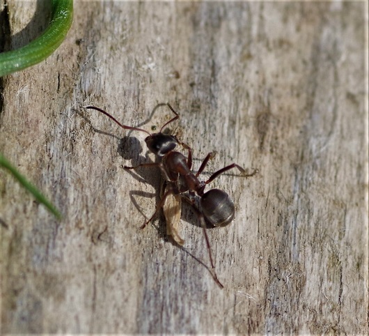 FORMICIDAE Linepithema humile.JPG