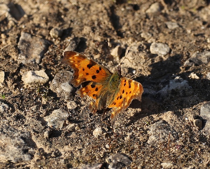 NYMPHALIDAE Polygonia c-album 4.JPG