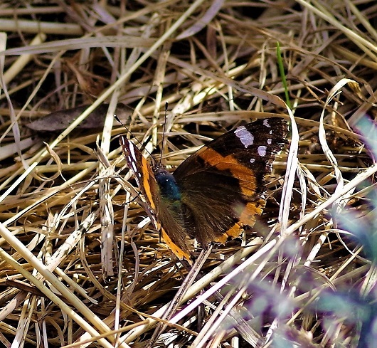 NYMPHALIDAE Vanessa atalanta 6.JPG