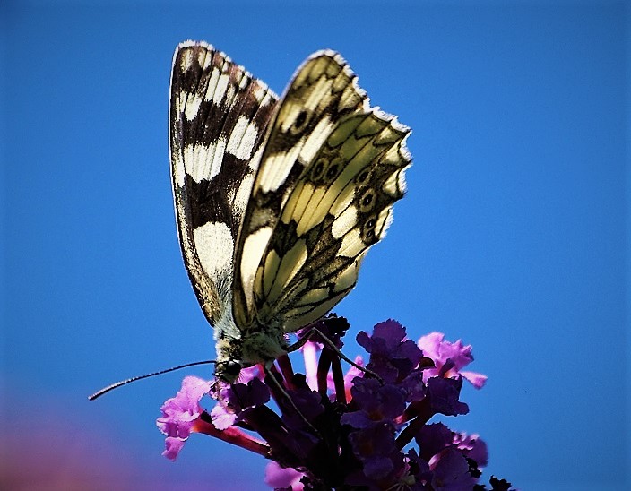 NYMPHALIDAE Melanargia galathea 3 (demi-deuil).JPG