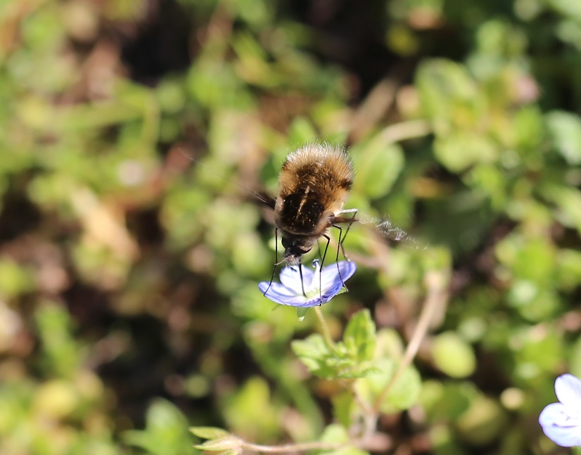 BOMBYLIIDAE Bombylius analis.JPG