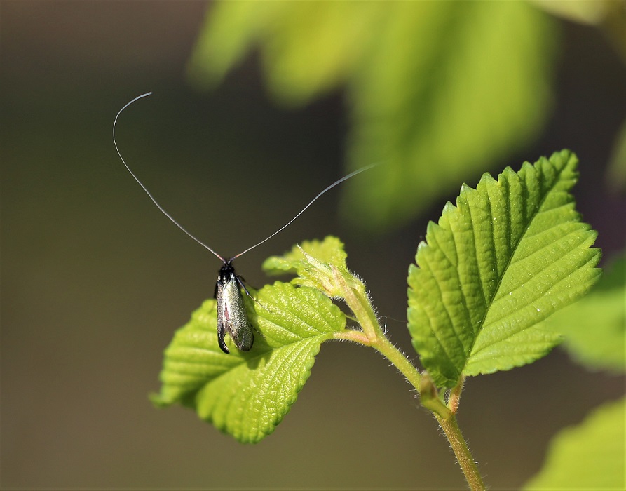 ADELIDAE Adela cuprella 1.JPG