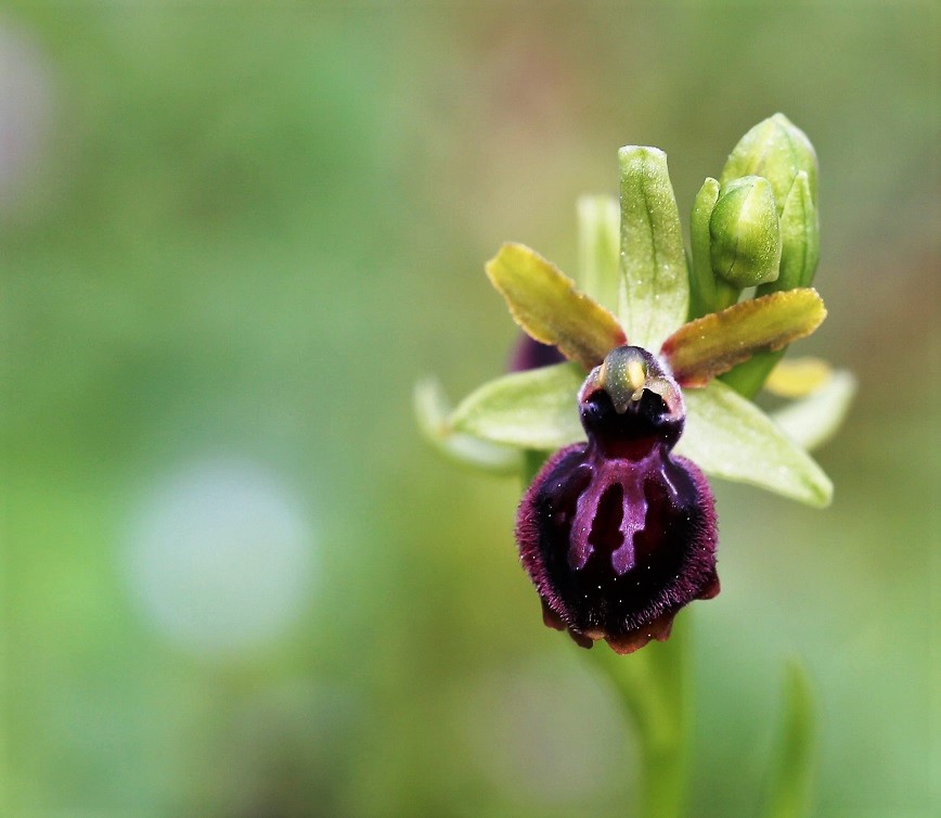 Ophrys araignée 1.JPG