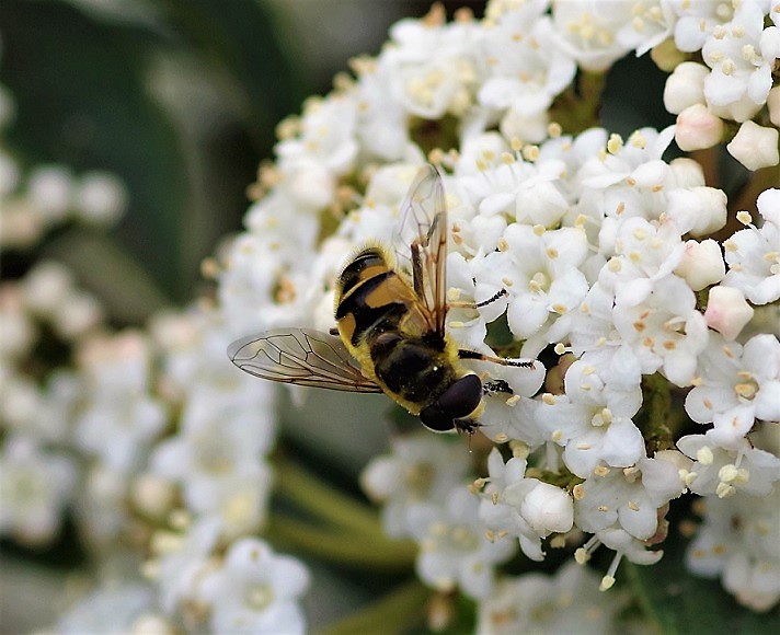 SYRPHIDAE Eristalis lineata 1.JPG