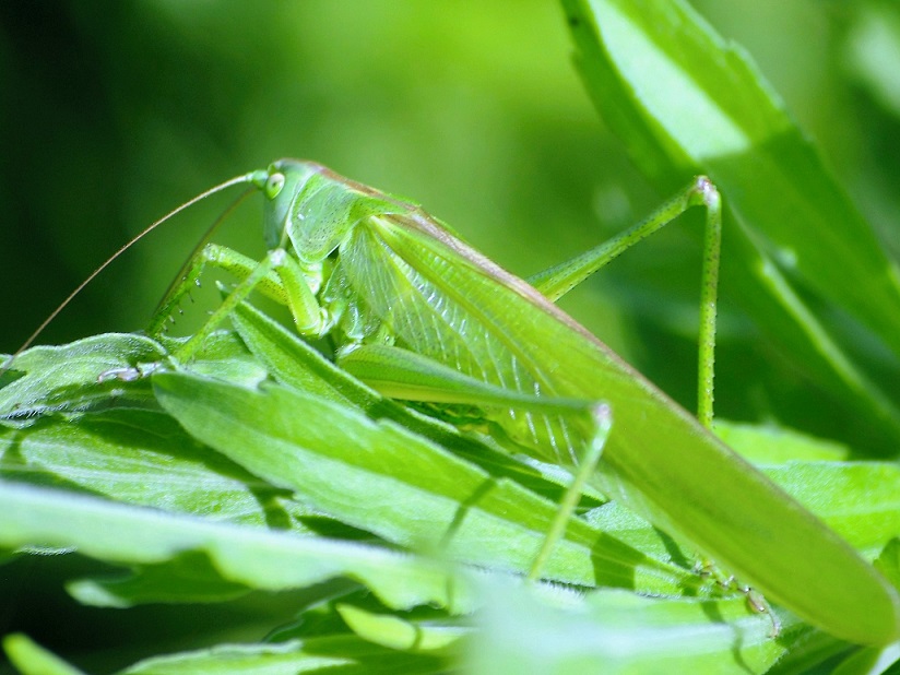 TETTIGONIIDAE Tettigonia viridissima 2 (grande sauterelle verte).JPG