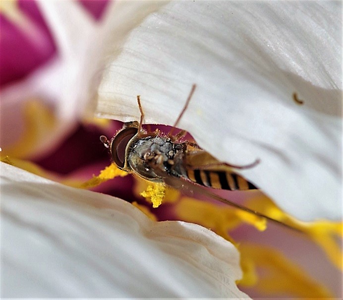 SYRPHIDAE Episyrphus balteatus 8.JPG