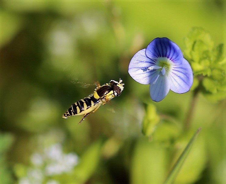 SYRPHIDAE Sphaerophoria sp. 2.JPG