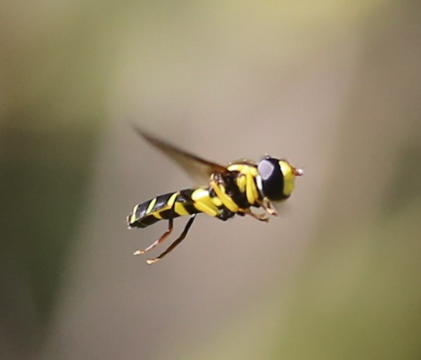 SYRPHIDAE Xanthogramma pedissequum 3.JPG