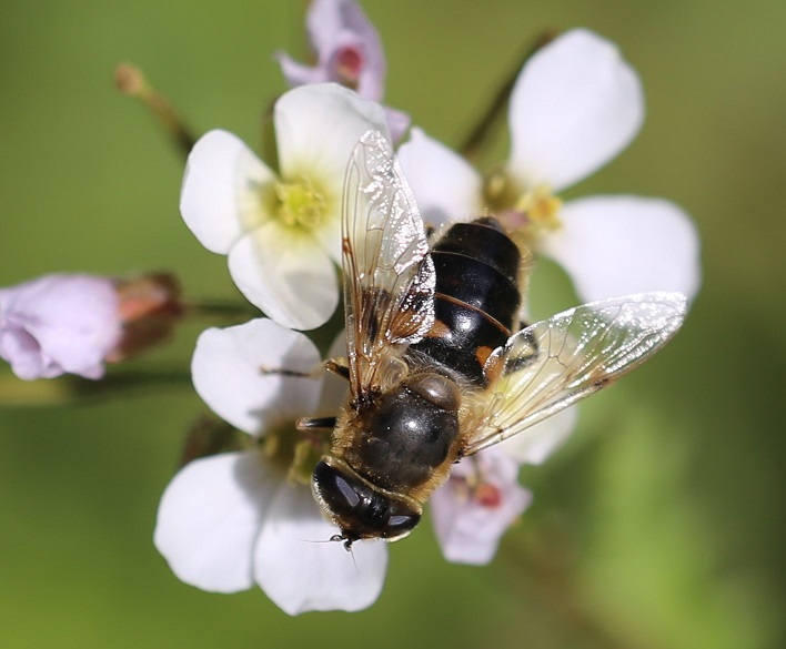 SYRPHIDAE Eristalis pertinax 3.JPG