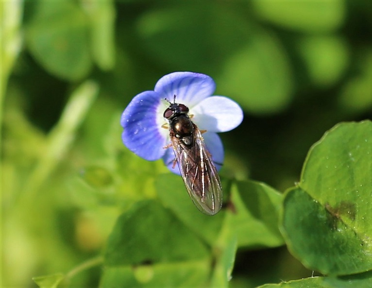 SYRPHIDAE Platycheirus albimanus.JPG