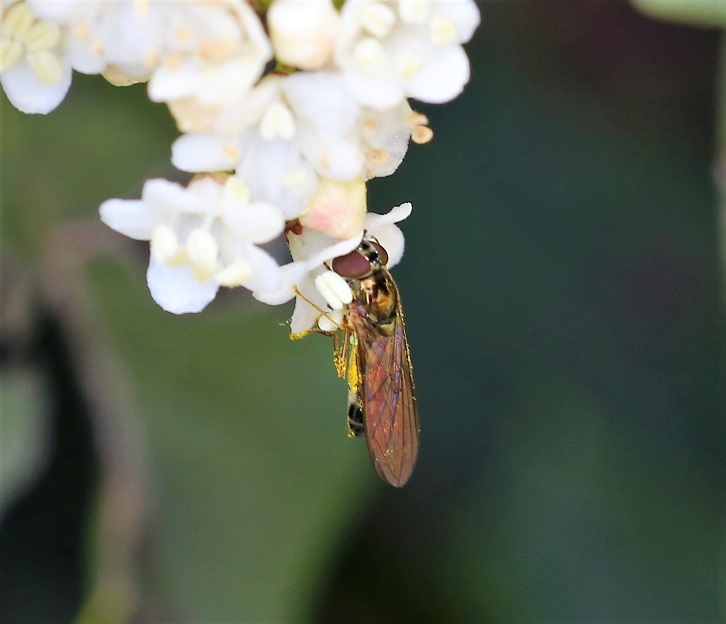 SYRPHIDAE Melanostoma mellinum.JPG