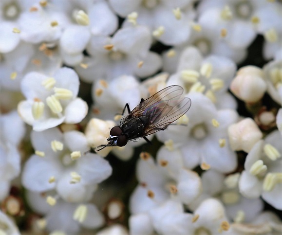 ANTHOMYIIDAE Delia sp. (2).JPG