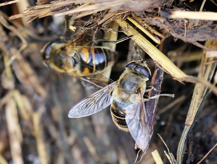 SYRPHIDAE Eristalis pertinax 5.JPG