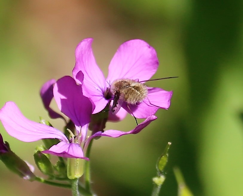 BOMBYLIIDAE Bombylius major 1.JPG