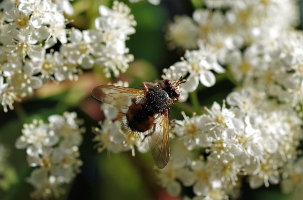 TACHINIDAE Tachina fera 4.JPG