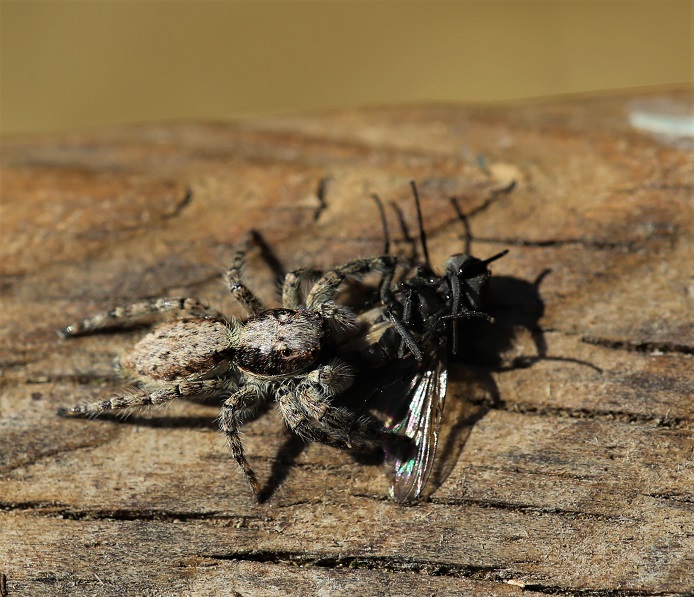 SALTICIDAE Menemerus taeniatus 5.JPG