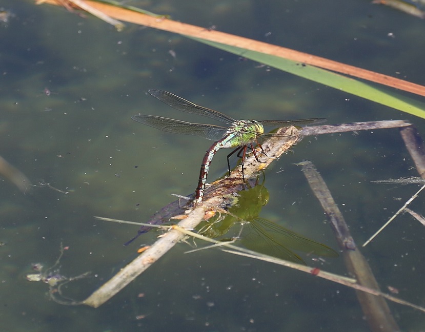 AESHNIDAE Anax imperator 4.JPG