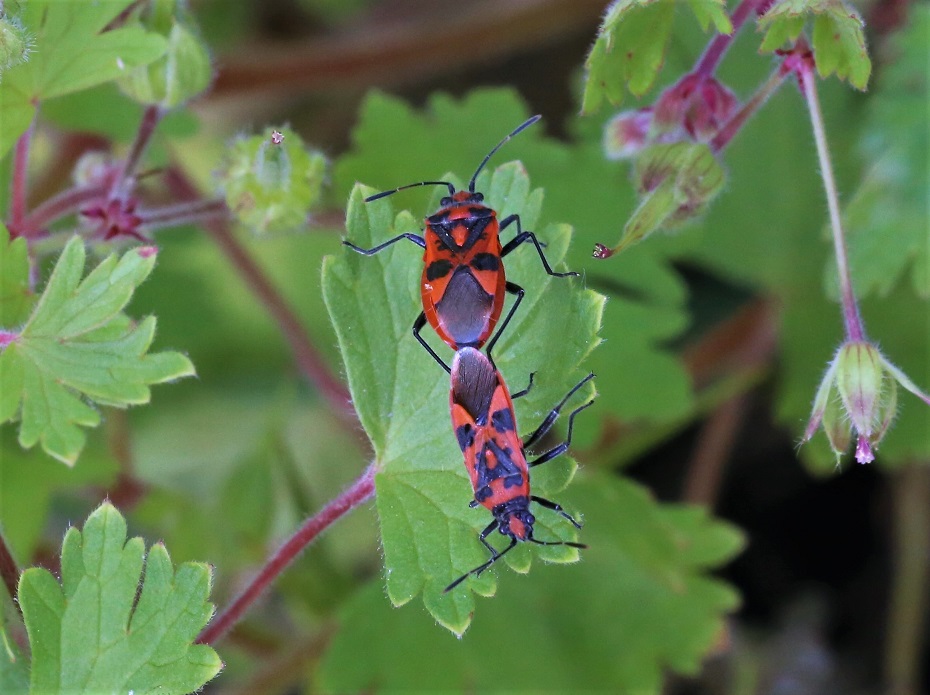 RHOPALIDAE Corizus hyoscyami 2.JPG