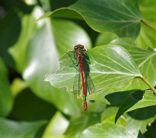 COENAGRIONIDAE Pyrrhosoma nymphula 1.JPG