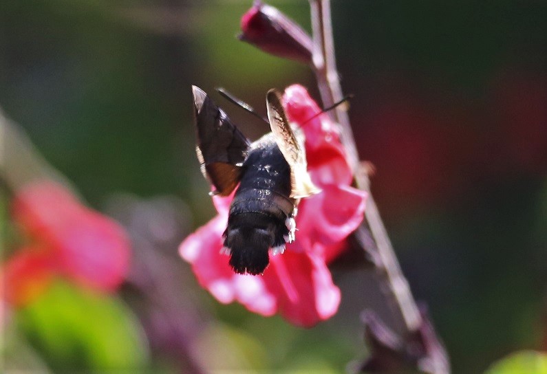 SPHINGIDAE Macroglossum stellatarum 7.JPG