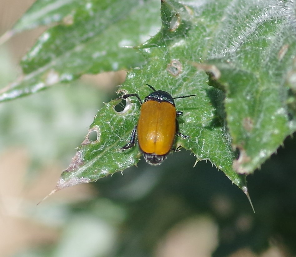 CHRYSOMELIDAE Labidostomis taxicornis 2.JPG