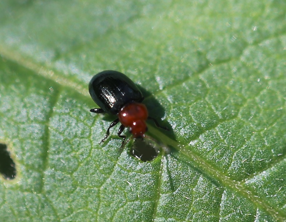 CHRYSOMELIDAE Podagrica fuscipes 3.JPG