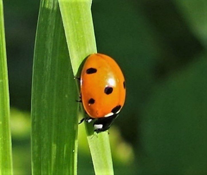 COCCINELLIDAE Coccinella septempunctata 6.JPG