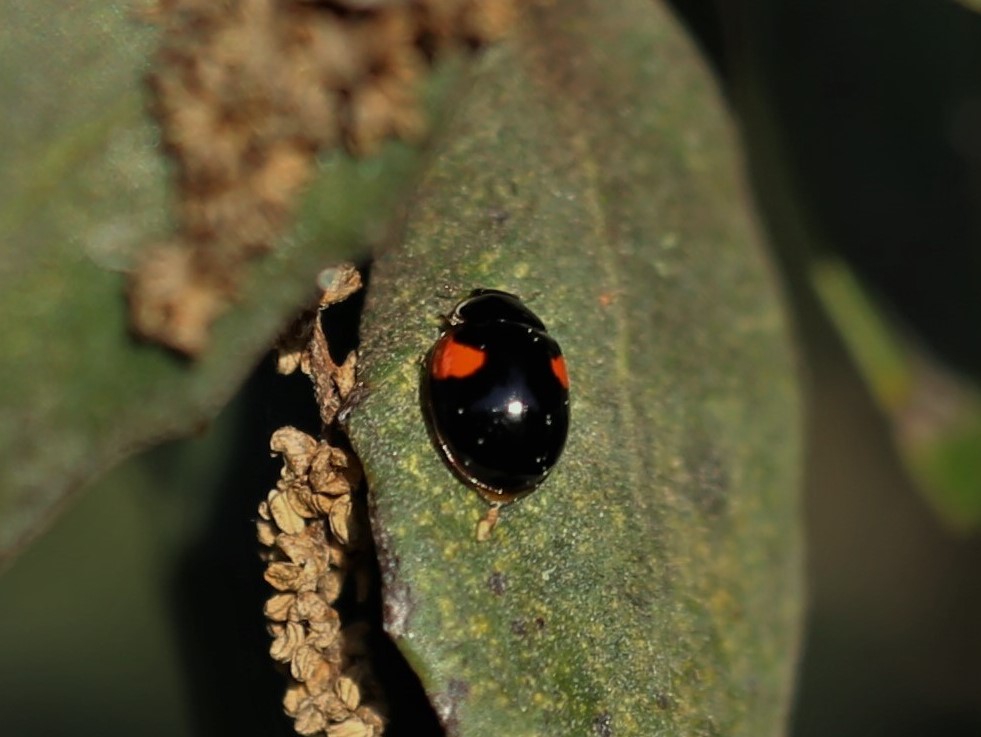 COCCINELLIDAE Adalia decempunctata 3.JPG