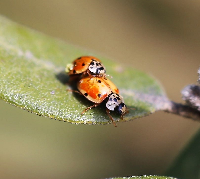 COCCINELLIDAE Adalia decempunctata 2.JPG