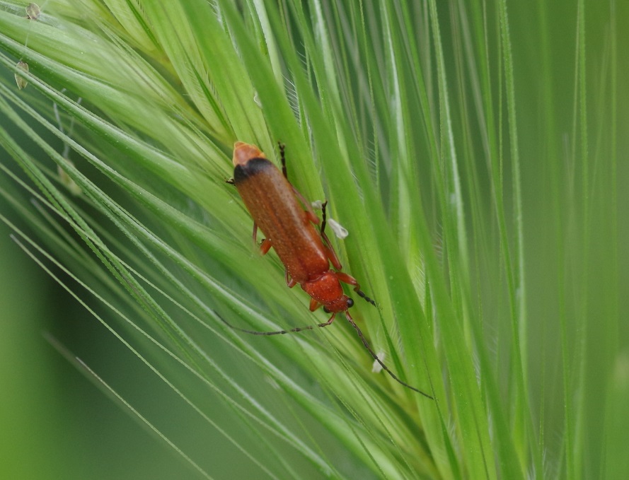 CANTHARIDAE Rhagonycha fulva  2.JPG