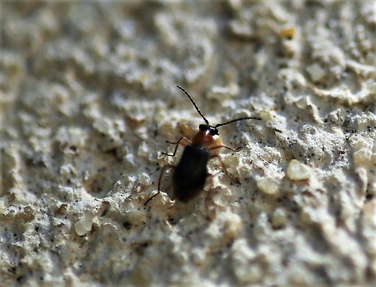 CANTHARIDAE Cratosilis sp. (2).JPG