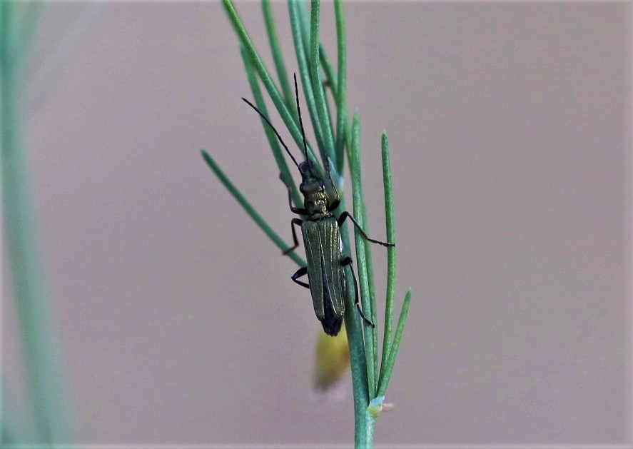 OEDEMERIDAE Oedemera flavipes 1.JPG