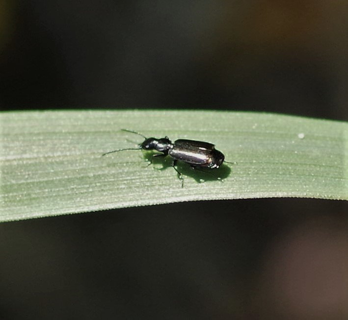 CARABIDAE Syntomus sp. 1.JPG