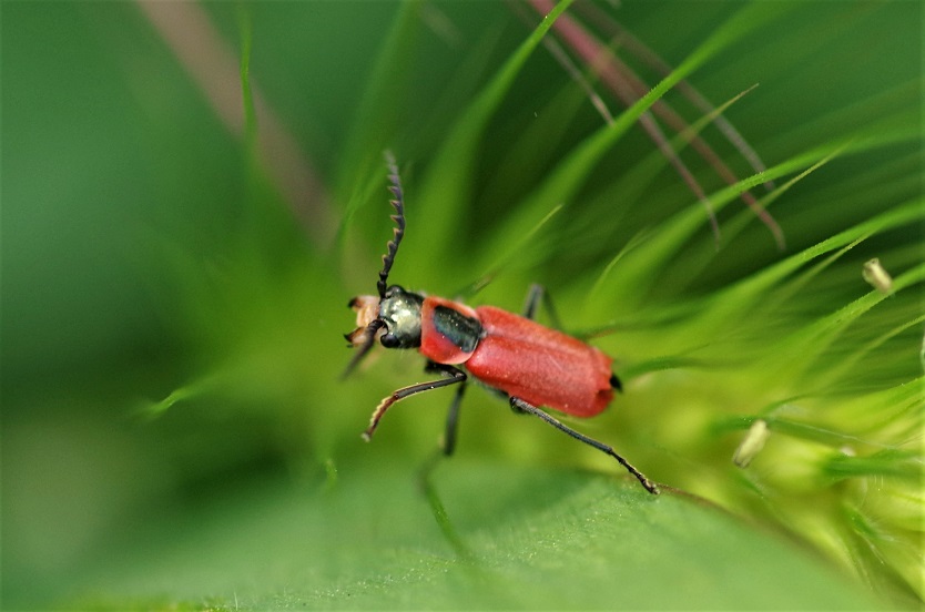 MALACHIIDAE Clanoptilus rufus.JPG