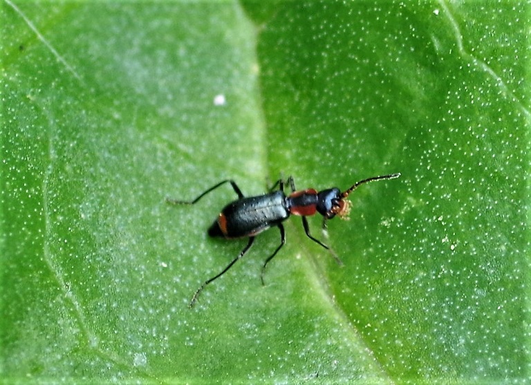 MALACHIIDAE Cyrtosus cyanipennis.JPG