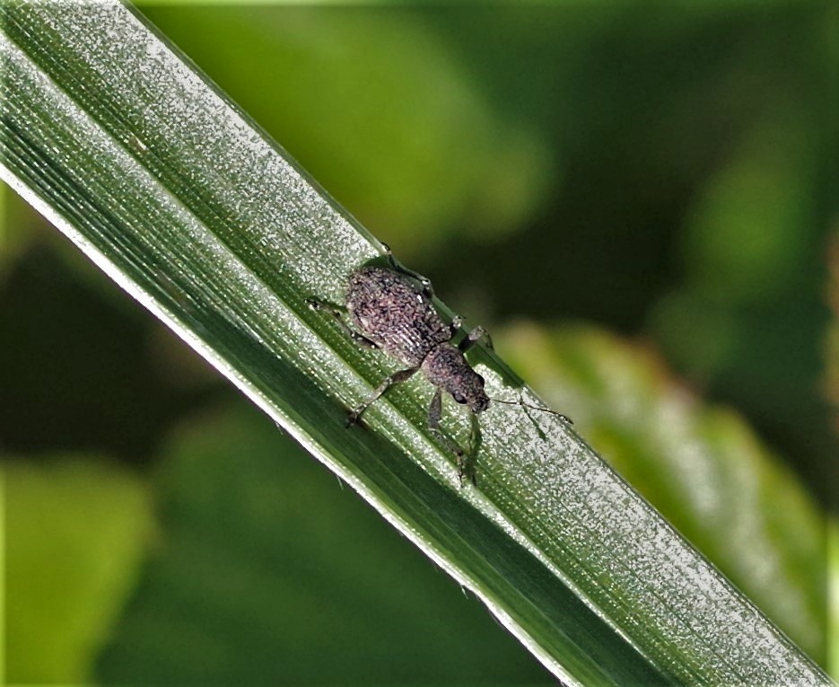 CURCULIONIDAE Phyllobius pomaceus 2.JPG