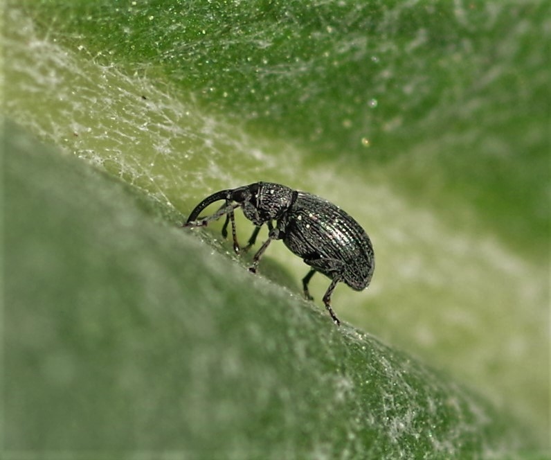 APIONIDAE Aspidapion radiolus 2.JPG