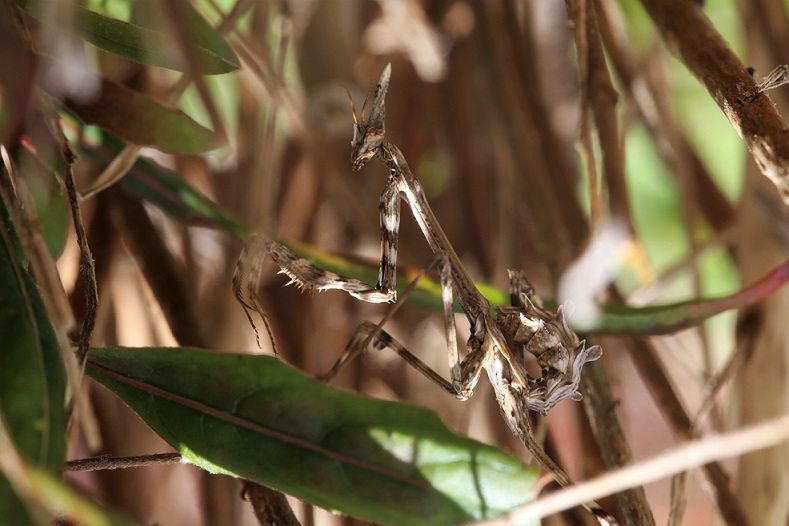 DICTYOPTERA EMPUSIDAE Empusa pennata 3.JPG