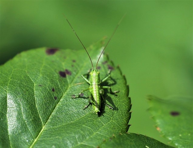 TETTIGONIIDAE Tettigonia viridissima 4.JPG