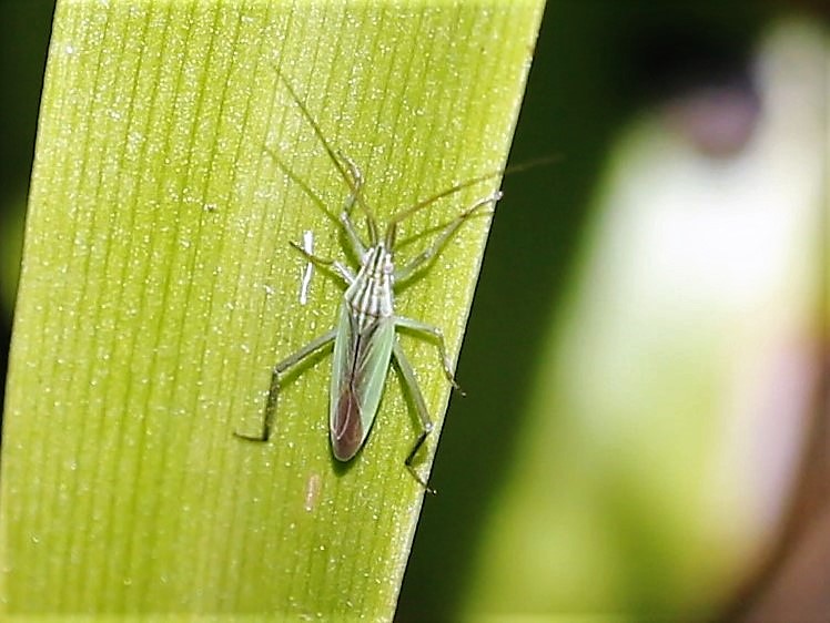 MIRIDAE Miridus quadrivirgatus.JPG