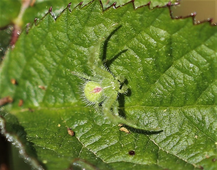 THOMISIDAE Heriaeus hirtus 3.JPG