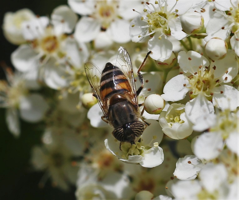 SYRPHIDAE Eristalinus taeniops 1.JPG