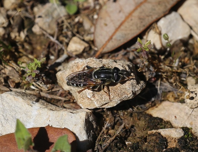 SYRPHIDAE Merodon avidis 2.JPG