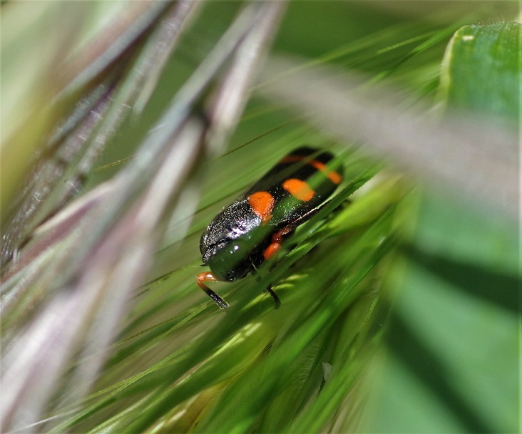 CERCOPIDAE Cercopsis intermedia 2 (2).JPG