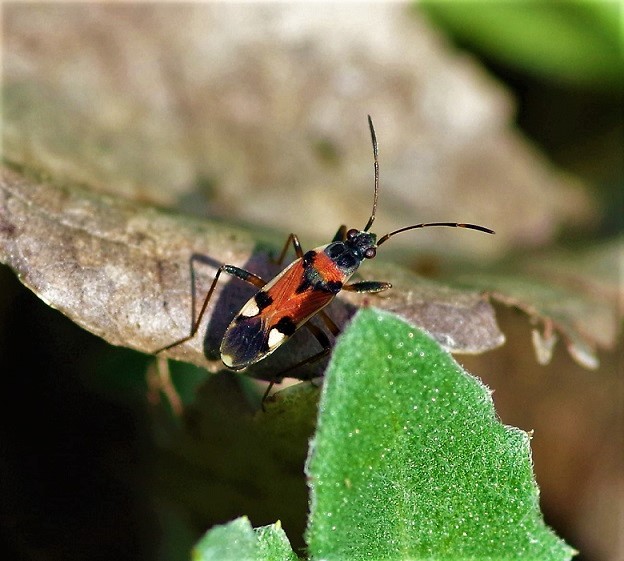 LYGAEIDAE Raglius alboacuminatus.JPG