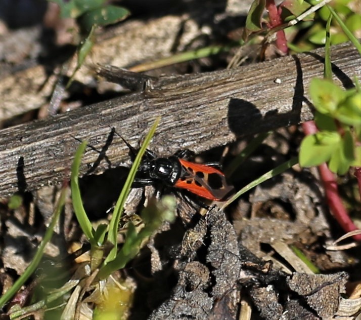 REDUVIIDAE Peirates hybridus 1.JPG